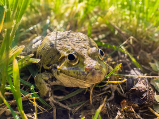 frog sits in the grass and works in the camera. Pelophylax lessonae.