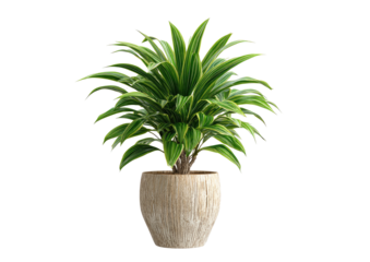 A vibrant houseplant, lush green leaves radiating outward from a light beige pot
