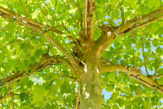 Platanus hispanica Platane Dachform Kronenansatz