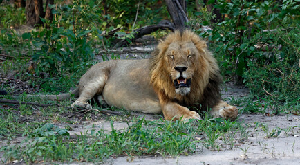 Male lion resting in the shade