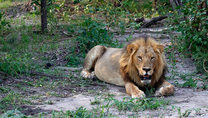 Male lion resting in the shade