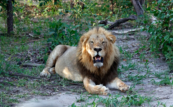 Male lion resting in the shade