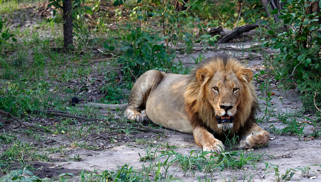 Male lion resting in the shade - Powered by Adobe