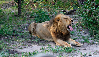 Naklejka premium Male lion resting in the shade