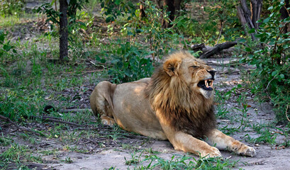Male lion resting in the shade
