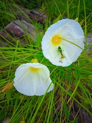 "Delicate white wildflower embracing a tiny green insect a pure harmony of nature."