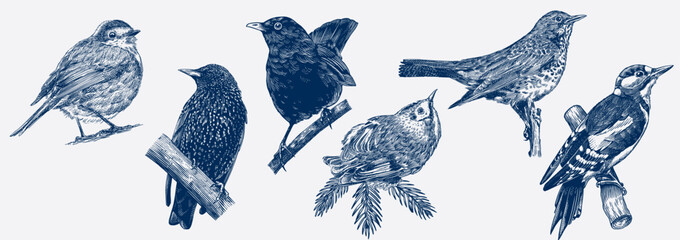 Hand drawn set with birds. Robin, blackbird, woodpecker, gold crest, starling. different species from European and Russian forests, engraving, hatching style done with ink pen. toile de juoy.