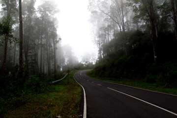Obraz premium Mysterious winding road through lush green forest on a foggy morning