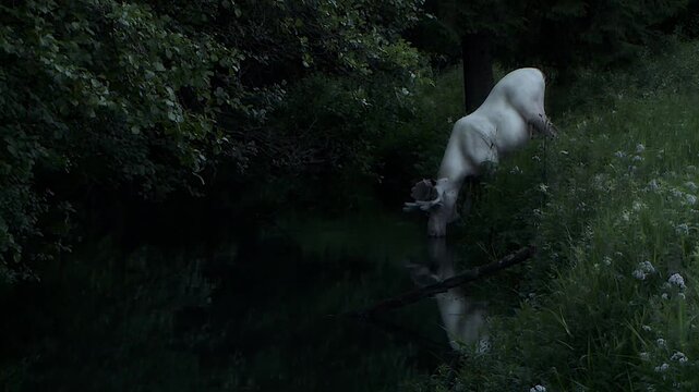 The leucism moose, the Swedish King of the Forest, stands at the edge of a shadowed lake in V&auml;rmland