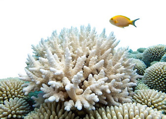 Underwater Landscape of Bleached White Coral with a Lone Fish, Highlighting Ocean Degradation
isolated on white background ,PNG.AI Generated.