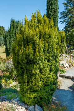 Taxus baccata 'David' S&auml;uleneibe Habitus