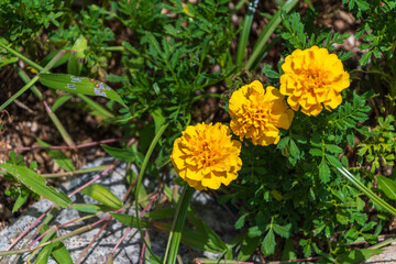 鮮やかな黄色いマリーゴールドの花