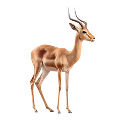 Fototapeta premium Gerenuk long-necked antelope standing upright, isolated on a transparent background. --v 7.0