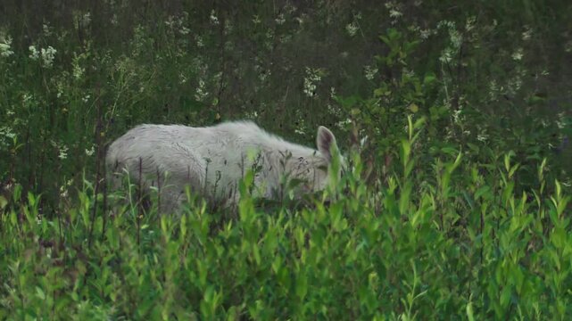 A detailed, intimate close-up of a rare leucism moose calf in the lush greenery of V&auml;rmland