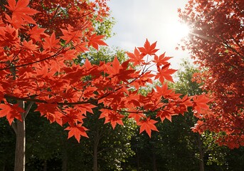 燃える紅葉の光と影
