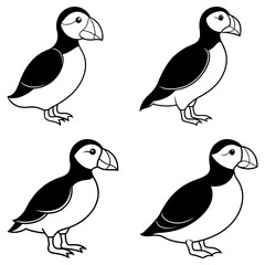 Obraz premium Four atlantic puffins standing in a group with black and white plumage and distinctive beaks in outline