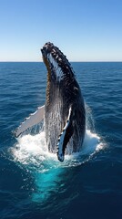 Obraz premium Humpback whale breaches ocean