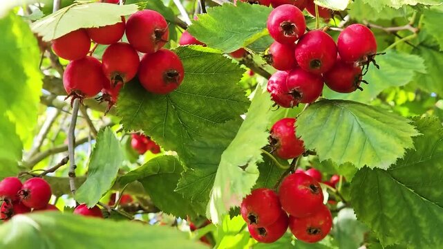 Hawthorn with red fruit, Crataegus monogyna, . Natural beautiful background Branch of common hawthorn with berries