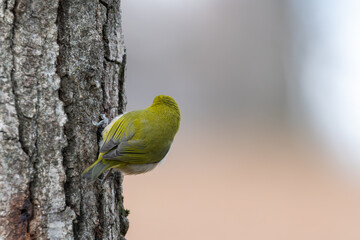 木の幹にとまるメジロの後ろ姿