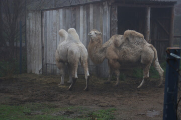 Two Bactrian camels with thick fur and two humps stand near a wooden shed on muddy ground, one...