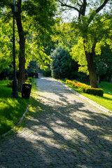A paved path in a city park among green trees and lawn. Sunlit park landscape