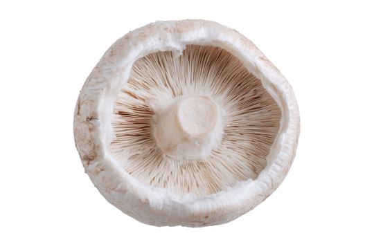 Close up view of the underside of a white mushroom cap revealing delicate brown gills on a dark background