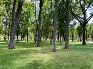 trees in the park