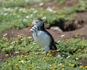 Puffin and flowers (Skomer Island, UK)