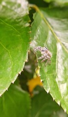 A small, hairy brown spider sits alert on a leaf.