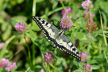 Old World Swallowtail or common yellow swallowtail (Papilio machaon) sitting on pink flower in Zurich, Switzerland