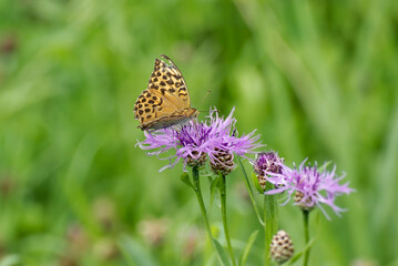Silver-washed Fritillary butterfly (Argynnis paphia) sitting on pink flower in Zurich, Switzerland