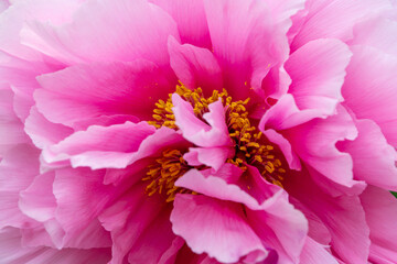 鮮やかなピンク色の牡丹の花のクローズアップ