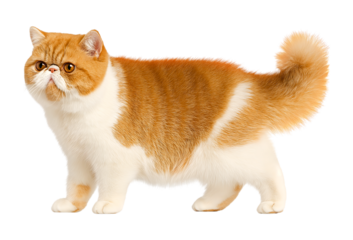 Adorable Orange and White Exotic Shorthair Cat Standing Gracefully isolated on a transparent background