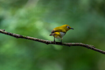 Sri Lanka white-eye bird perched on a branch. The small, vibrant bird has a y back and a white belly. Its most distinctive feature is the prominent white ring around its eye.
