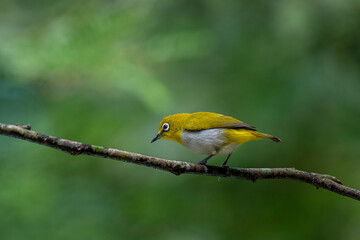 Sri Lanka white-eye bird perched on a branch. The small, vibrant bird has a y back and a white...