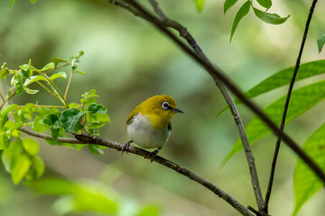 Sri Lanka white-eye bird perched on a branch. The small, vibrant bird has a y back and a white belly. Its most distinctive feature is the prominent white ring around its eye.