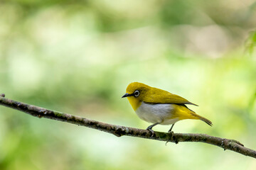 Sri Lanka white-eye bird perched on a branch. The small, vibrant bird has a y back and a white belly. Its most distinctive feature is the prominent white ring around its eye.