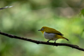 Sri Lanka white-eye bird perched on a branch. The small, vibrant bird has a y back and a white belly. Its most distinctive feature is the prominent white ring around its eye.