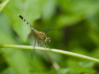 Dragonfly resting on a leaf