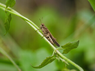 Grasshopper on a leaf