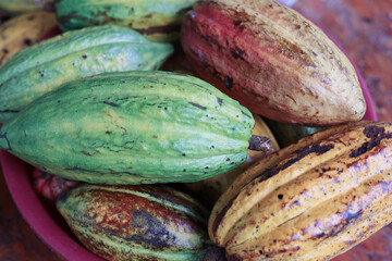 Cocoa beans after harvest on a cocoa plantation in Minca, Colombia