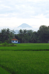 Serene rural landscape with rice fields and mountain view