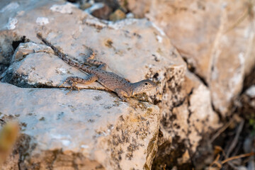 Greater Earless Lizard