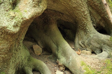 Mountain forest roadside exposed tree roots reinforcing eroded soil slope