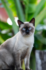 Siamese cat sitting outdoors with a focused gaze.