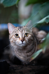 Adorable tabby cat staring curiously with wide eyes.