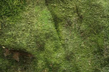 Close up of moss covered tree bark texture showcasing forest epiphyte growth forest epiphyte growth