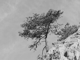 Pinus torreyana, Torrey pine, striking red sand cliffs, beautiful blue sky, characteristic feature of the Algarve coastal landscape, minimalist landscape photography, black and white picture