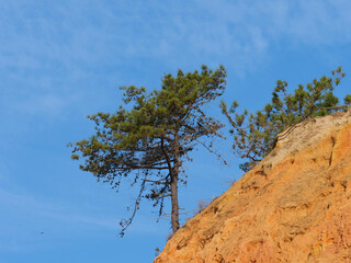 Pinus torreyana, Torrey pine, striking red sand cliffs, beautiful blue sky, characteristic feature of the Algarve coastal landscape, minimalist landscape photography