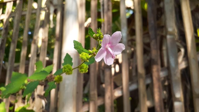 Beautiful pink Pulutan (Urena lobata) flowers blooming in the garden. Also known as Caesarweed, or Congo jute.